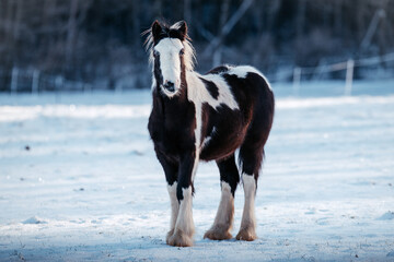 Absetzer im Winter © ScullyPictures