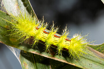 Lagarta tatura ou como também é conhecida lagarta de fogo de pelos verde limão transitando sobre folhagem de plantas nativas da Mata Atlântica Brasileira. 