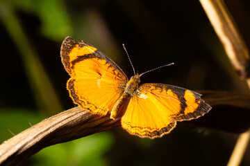 Borboleta de asa cor de laranja pousada em folha seca de planta nativa da Mata Atlântica Brasileira. 
