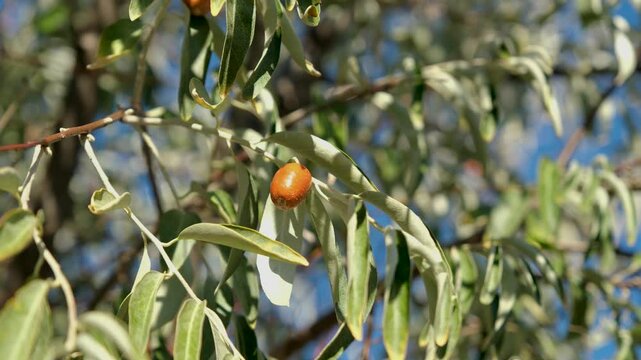 of an Elaeagnus tree. A close-up view of fresh oleaster (Senjed) on the tree.