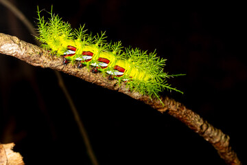 Lagarta tatura ou como também é conhecida lagarta de fogo de pelos verde limão transitando sobre folhagem de plantas nativas da Mata Atlântica Brasileira. 