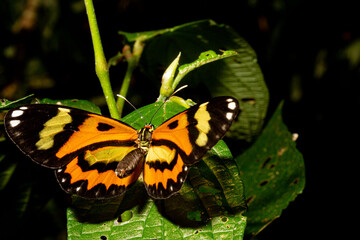 Borboleta monarca com asa de cor amarela e preta pousada em folha de planta nativa da Mata Atlântica Brasileira. 