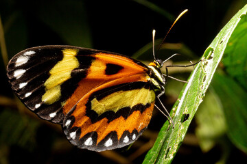 Borboleta monarca com asa de cor amarela e preta pousada em folha de planta nativa da Mata Atlântica Brasileira. 