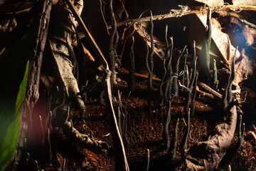 Raízes de planta crescendo do barro em mio a folhas secas. 