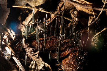 Raízes de planta crescendo do barro em mio a folhas secas. 