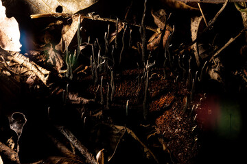 Raízes de planta crescendo do barro em mio a folhas secas. 