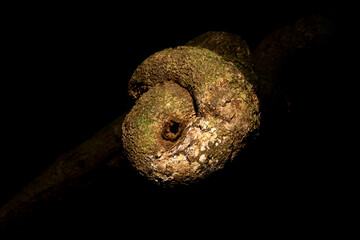Cipó grosso enrolado em forma de caracol no escuro da Mata Atlântica Brasileira. 