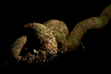 Cipó grosso enrolado em forma de caracol no escuro da Mata Atlântica Brasileira. 