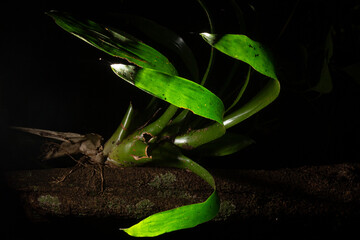 Bromélia, planta nativa da Mata Atlântica brasileira.  