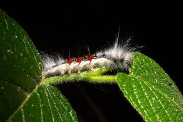 Lagarta de pelo branco com detalhes de cor laranja nas constas caminhado sobre folha verde. 