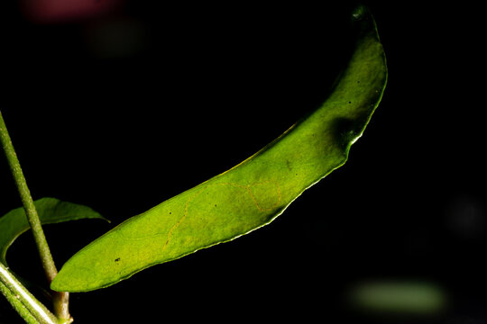 Folha de planta nativa da Mata Atl&acirc;ntica Brasileira. 