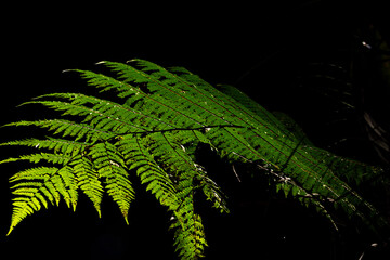 Folha de samambaia planta ornamental nativa da Mata Atlântica Brasileira. 