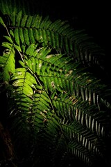 Folha de samambaia planta ornamental nativa da Mata Atlântica Brasileira. 