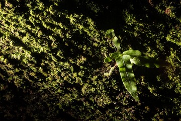 Samambaia, planta crescendo no limbo verde uma casca de árvore iluminada em floresta escura. 