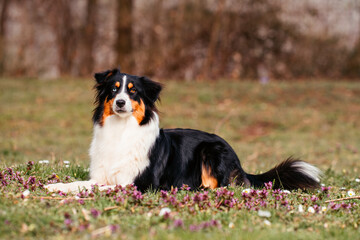 Australian Shepherd