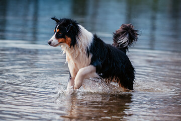 Australian Shepherd