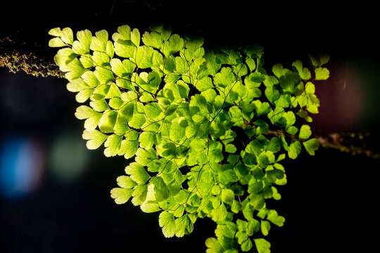 Avenca planta de folha pequena encontrada na Mata Atl&acirc;ntica Brasileira.  As avencas s&atilde;o cultivadas em vasos, normalmente decorando ambientes internos.