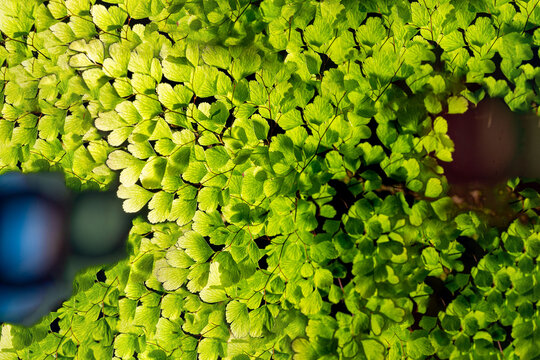 Avenca planta de folha pequena encontrada na Mata Atl&acirc;ntica Brasileira.  As avencas s&atilde;o cultivadas em vasos, normalmente decorando ambientes internos.