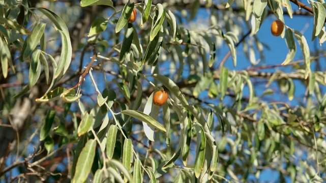  video of of an Elaeagnus tree. A close-up view of fresh oleaster (Senjed) on the tree