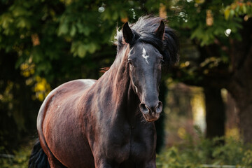 Obraz premium Mallorquin