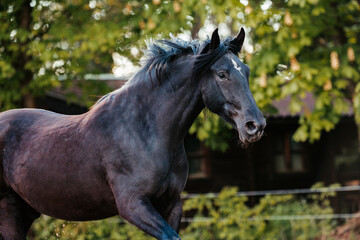 Fototapeta premium Mallorquin