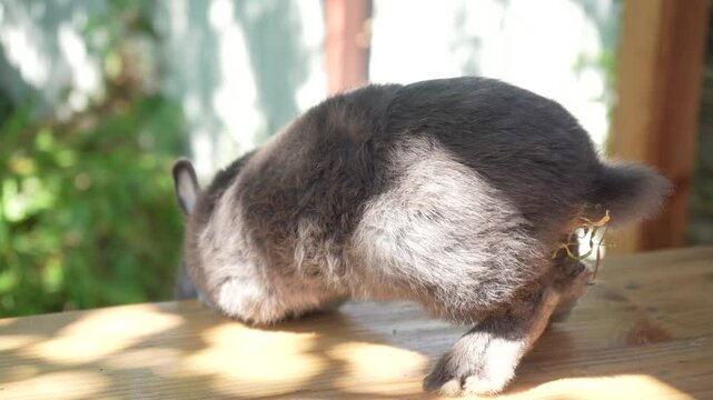 A lively gray rabbit scurries over a sunlit wooden table, its long ears bouncing in the light. A young woman takes care of a small gray rabbit with a special tool.