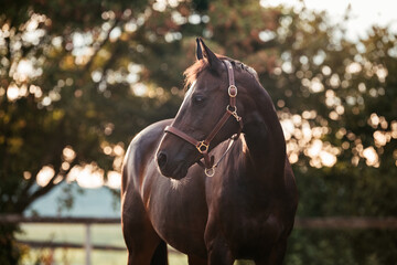 Bayrisches Warmblut