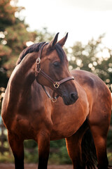 Fototapeta premium Bayrisches Warmblut