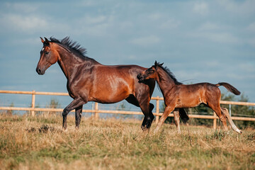 Bayrisches Warmblut