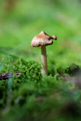 秋の森に自生するキノコ