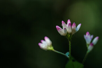Fototapeta premium 秋の水辺に自生するミゾソバ