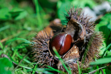 地面に落ちてきた栗の実