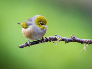 Silvereye or wax eye perched on branch isolated against out of focus background