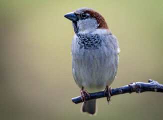 Close up of Common house sparrow perched on a branch