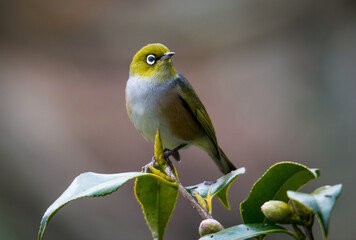 Silvereye or wax eye perched on branch isolated against out of focus background