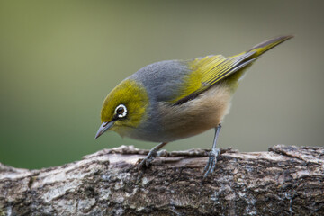 Silvereye or wax eye perched on branch isolated against out of focus background