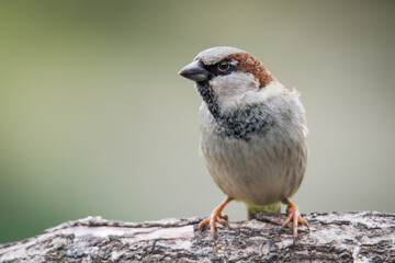 Close up of Common house sparrow perched on a branch