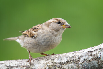 Close up of Common house sparrow perched on a branch
