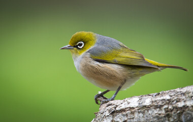 Silvereye or wax eye perched on branch isolated against out of focus background