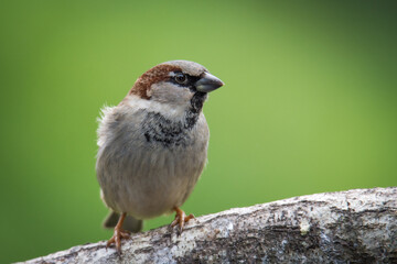 Close up of Common house sparrow perched on a branch