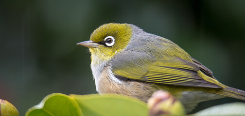 Silvereye or wax eye perched on branch isolated against out of focus background