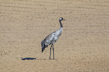 Gray crane standing on the plowed field. Common crane or Eurasian crane (Grus grus).