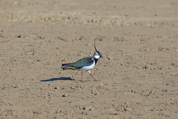 Beautiful lapwing walking on the plowed field. Northern Lapwing (Vanellus vanellus).