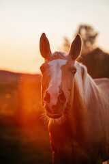 Palomino Warmblut