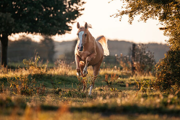 Palomino Warmblut