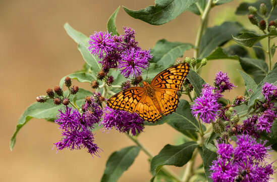 Variegated Fritillary nectaring on Tall Ironweed.