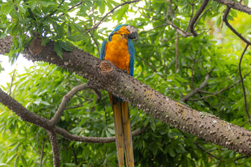 Wild tropical Brazilian Blue and Yellow Macaw. Blue and Yellow Macaw (Ara ararauna)
