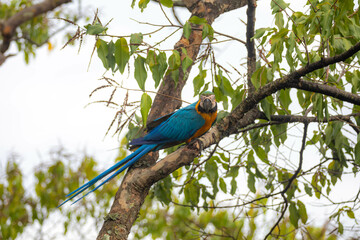 Wild tropical Brazilian Blue and Yellow Macaw. Blue and Yellow Macaw (Ara ararauna)