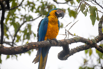 Wild tropical Brazilian Blue and Yellow Macaw. Blue and Yellow Macaw (Ara ararauna)