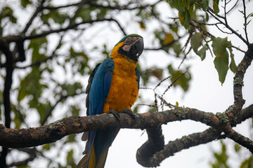 Wild tropical Brazilian Blue and Yellow Macaw. Blue and Yellow Macaw (Ara ararauna)